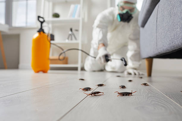 Post-Treatment Bed Bug Interceptor Monitoring in Ruskin